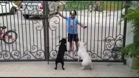 very funny dog lovers and boy comedy