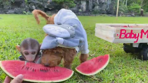 Baby monkey eat watermelons with dog