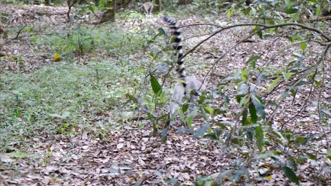 A Wild Lemur Strolling Around The Forest Ground