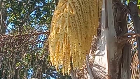 Bees On The Queen Palm Flower