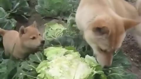 "Dad, are we really eating this?" "Stop talking and eat."