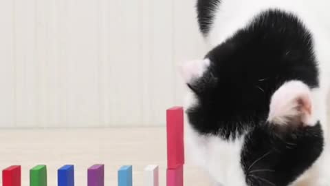 Funny cute Cat with dominoes