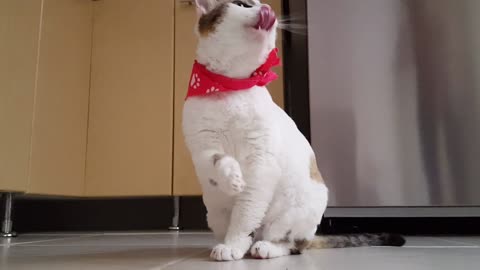 Hermoso gatito se limpia sua patitas 🥰🥰🥰