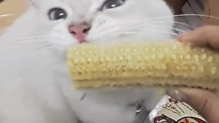 cat eat corn