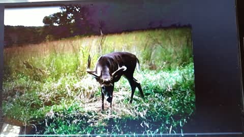 Iowa buck