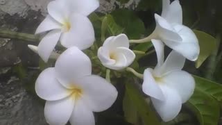 4 plumeria white flowers open, the middle one is about to bloom beautifully [Nature & Animals]