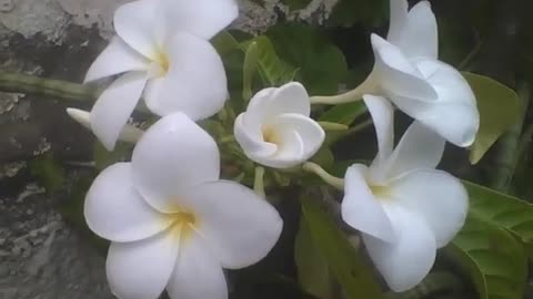 4 plumeria white flowers open, the middle one is about to bloom beautifully [Nature & Animals]