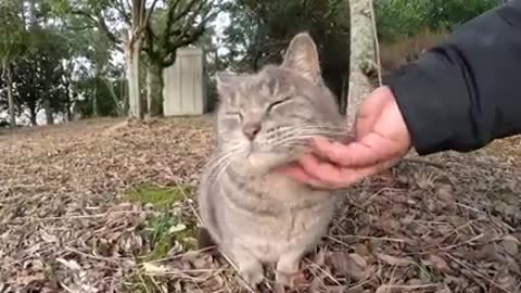 A fat gray cat climbed onto the human's shoulder