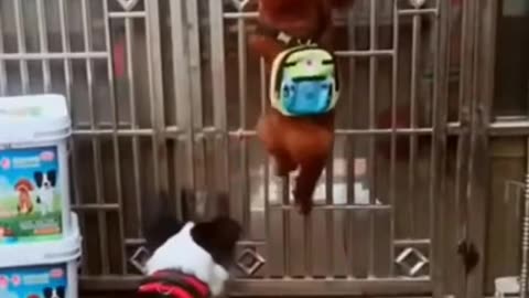 Funny dog dancing video