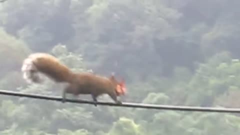 A squirrel balances on the wire and rejoices walk in the park.