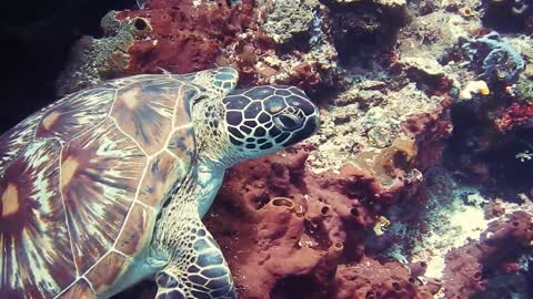 TURTLE 🐢UNDER WATER💧 AMAZING VIDEO