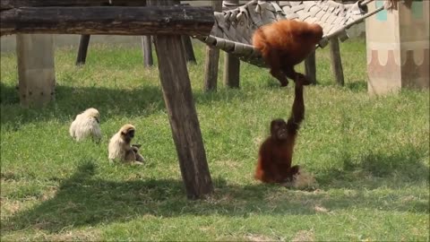 Cute Gibbons Playing & Climbing