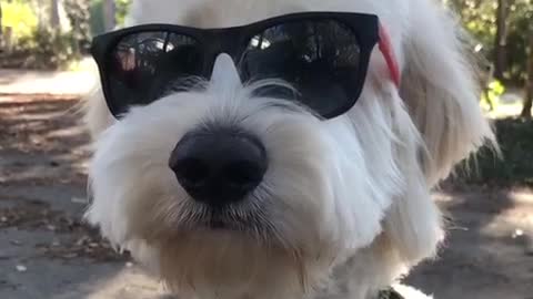 White dog wearing black sunglasses on trail