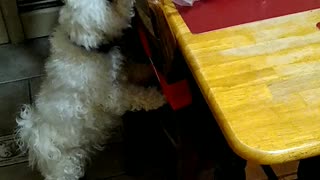 Little Bichon caught trying to get some lunch meat