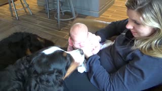 Amorosos perros besan a beba recién nacida