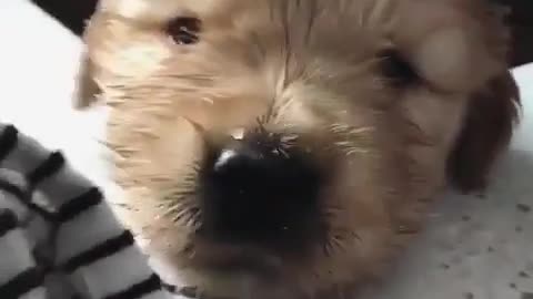 puppy having shower in kitchen soap full of water