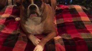 Boxer gets moody after taking unwanted bath