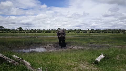 Elephant at a waterpool at Moremi Game Reserve in Botswana