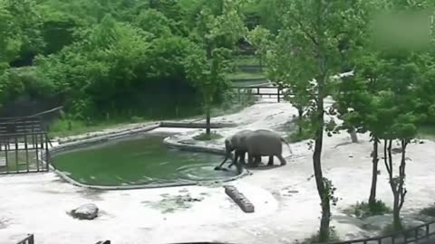 Baby Elephant Rescue Mission