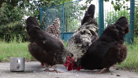 The sounds of chickens eating a fun video