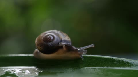 A snail slowly moving across a twig In Forest
