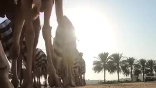 Floks Of Camel Desert Trip March