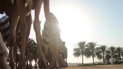 Floks Of Camel Desert Trip March