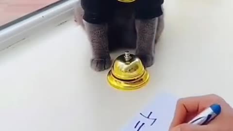 #Thise Cat Solve Math Answer #Cat Get Any Answer through ring bell# #Very Intelligent Cat