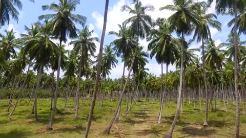 Why Coconut Farmers Risk Their Lives To Feed The World's Superfood Obsession