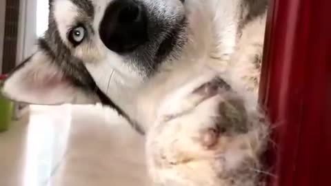 Funniest Siberian Husky Dog Videos 😁😇 Best Funny Animal Videos 2022 😺 Funny Dog Videos 2022 😁