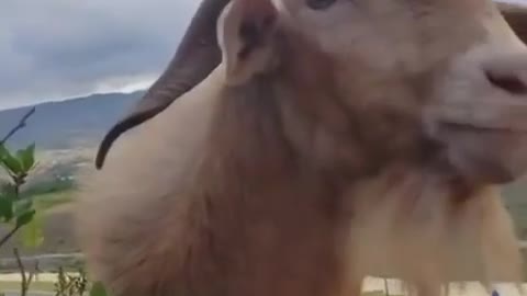 A goat who likes to chat with others