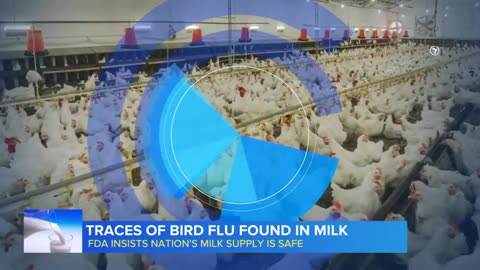 Traces of bird flu found in milk