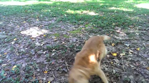 Brown golden retriever dog chasing own tail
