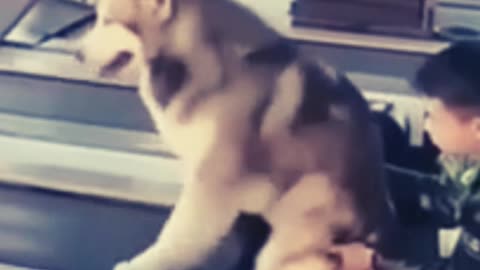 #Funny #cats and #dogs #videos for a good mood #87