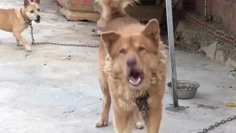 HOW DOGS REACT WHEN SEEING STRANGER - RUNNING, BARKING? | VIRAL DOG