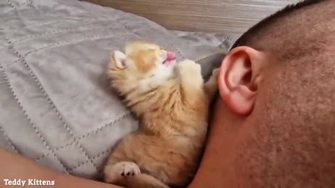 A stern man's Ear was Attacked by a Tiny Kitten