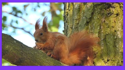 Squirrel chipmunk rodent