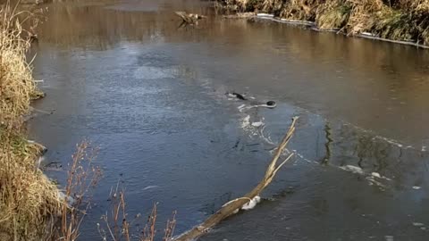 Surprise in the creek