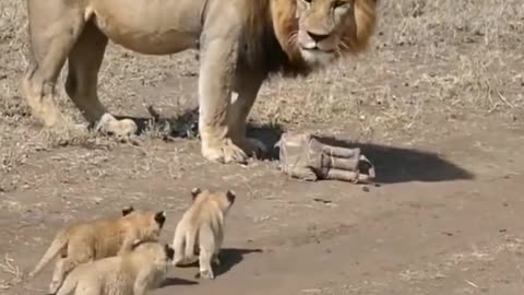 Cute lion cubs meet dad #shorts - cute baby lion #shorts