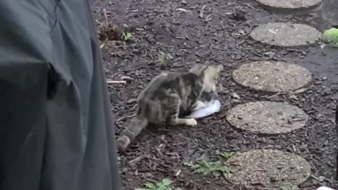 Meal Flies Right Into Kitties Mouth