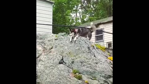 #funnycat #funnydog #cutecat Funniest Animals - Best Of The 2022 Funny Animal Videos #44