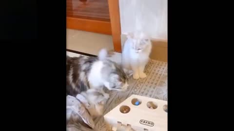Compilation of cute pets interacting with toys
