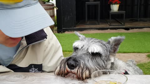 Fafner the Schnauzer peanuts at cocktail hour