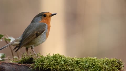 Robin '' Erithacus rubecula ''