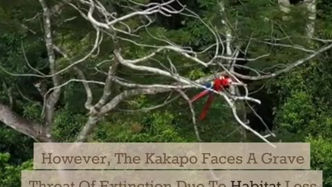 Kakapo - The Flightless & Heaviest Parrot