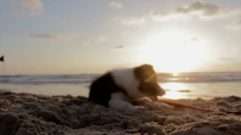 Arnold walks along the shore