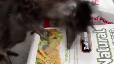 funny animal eating