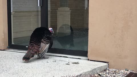 Wild Turkey Sees Reflection and Attacks it!