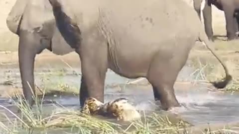 ELEPHANT KILLS CROCODILE