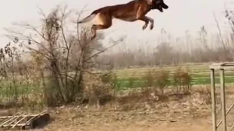 Dog big jump in training center